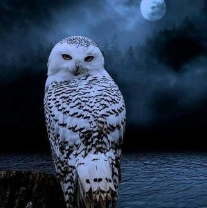 Meet your Posher, Tony